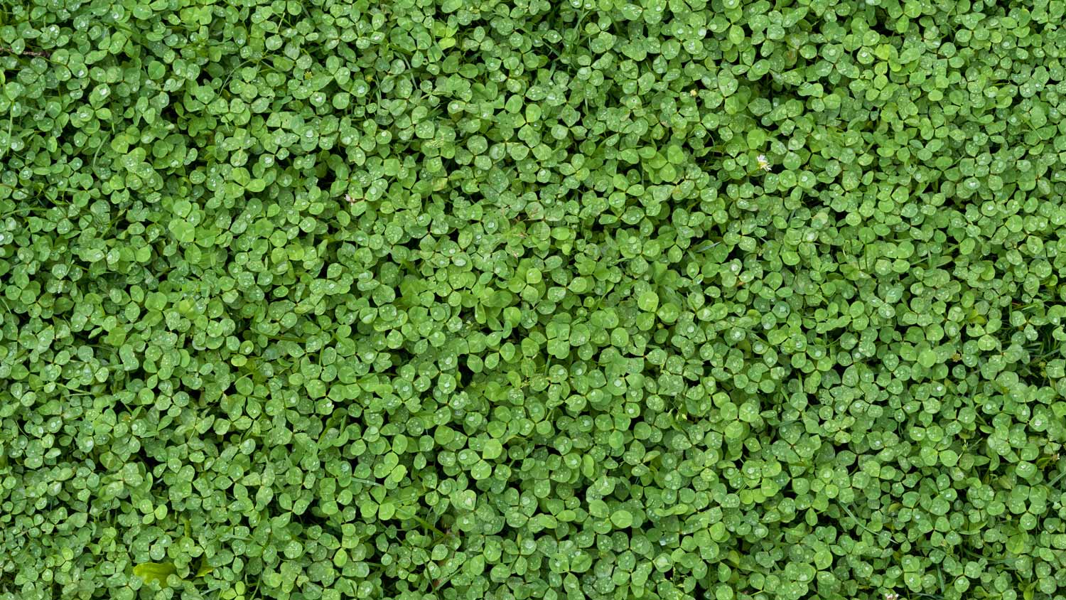 Lush green clover with water drops