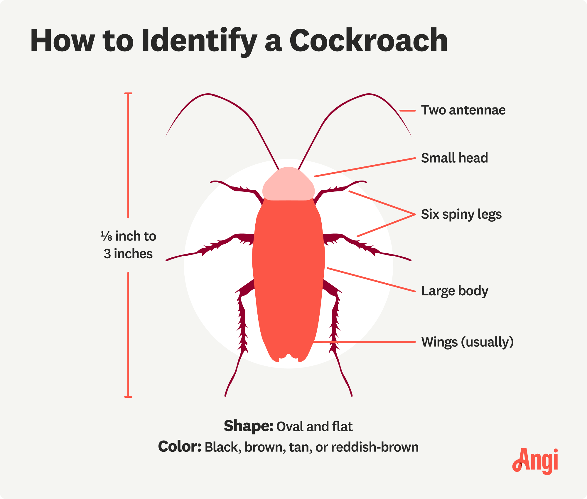 How to identify a cockroach illustrated, including two antennae and six spiny legs