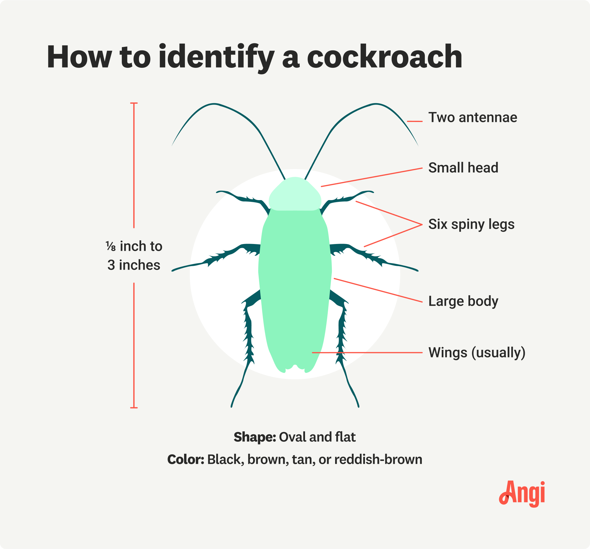 What Does A Roach Look Like?