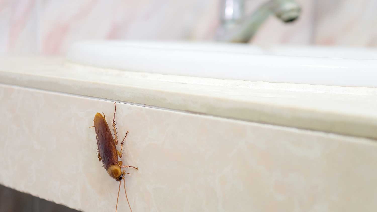 Cockroach on the bathroom vanity