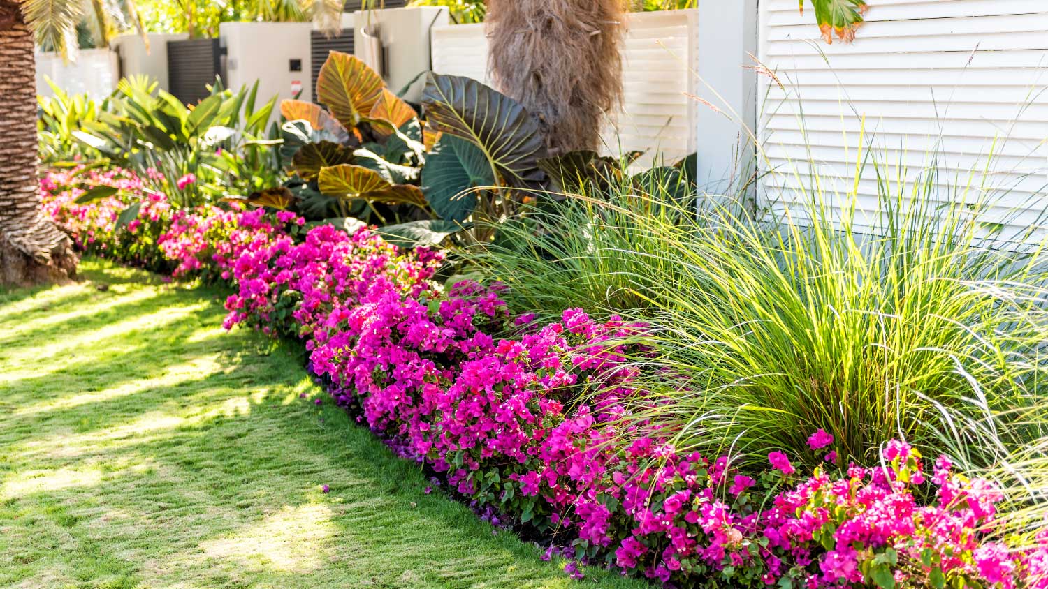 colorful garden with flowers and plants