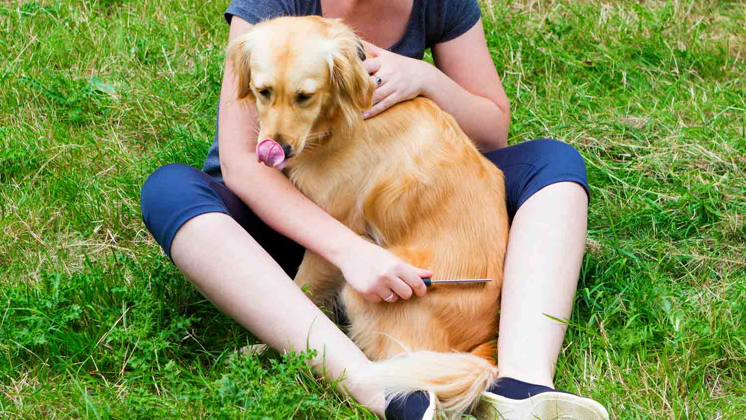 woman combing dogs hair in the yard 