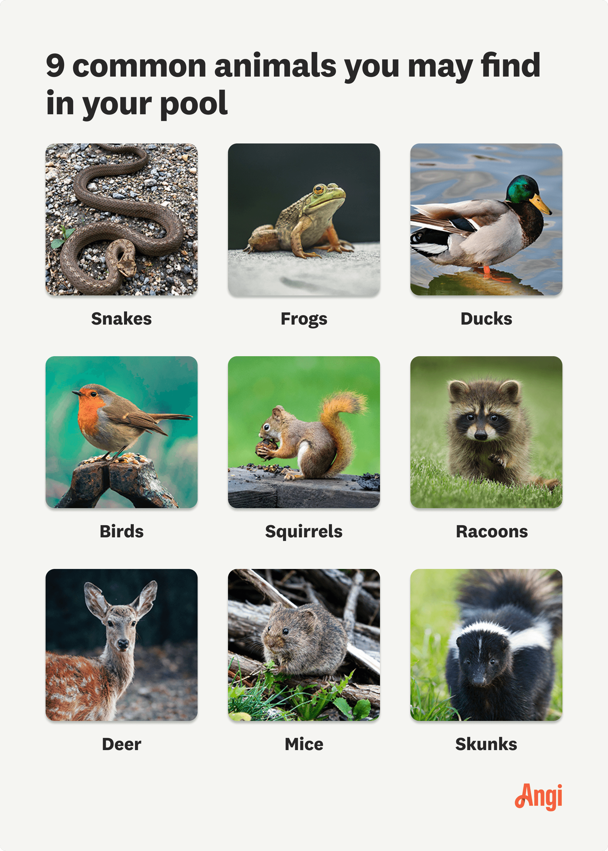 9 animals you may find in your pool compared visually, including ducks, frogs, and squirrels