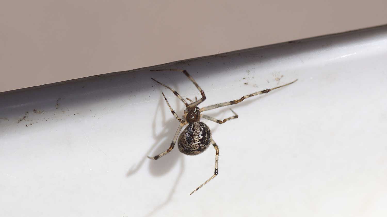 Common cobweb spider by a window trim 