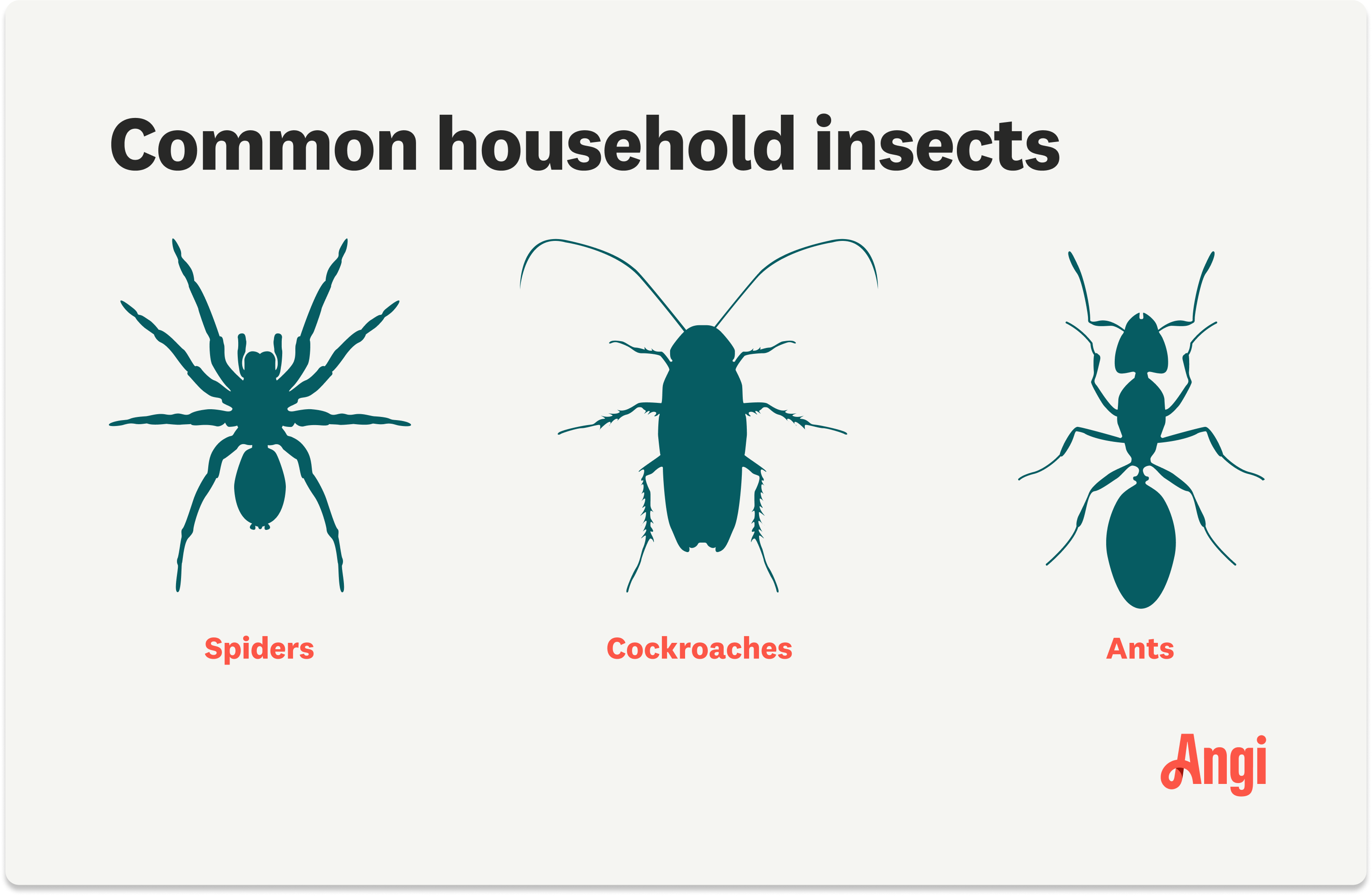 Illustration of the 3 common household insects, including spiders, ants, and cockroaches