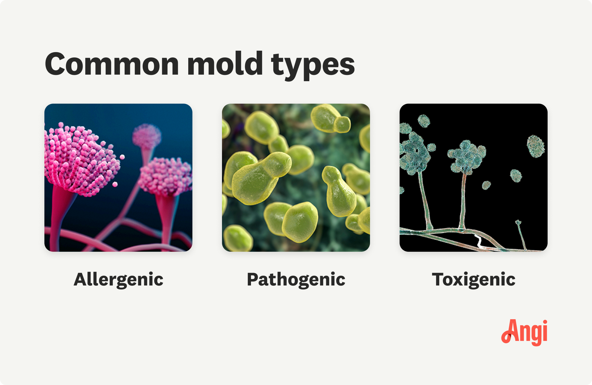 3 common mold types compared visually, including allergenic, pathogenic, and toxigenic