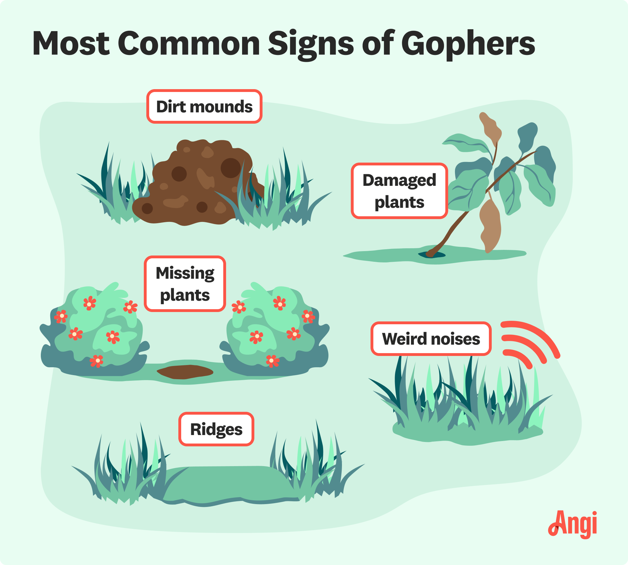 5 common signs of gophers in your yard illustrated, including dirt mounds, damaged plants, and ridges in your lawn