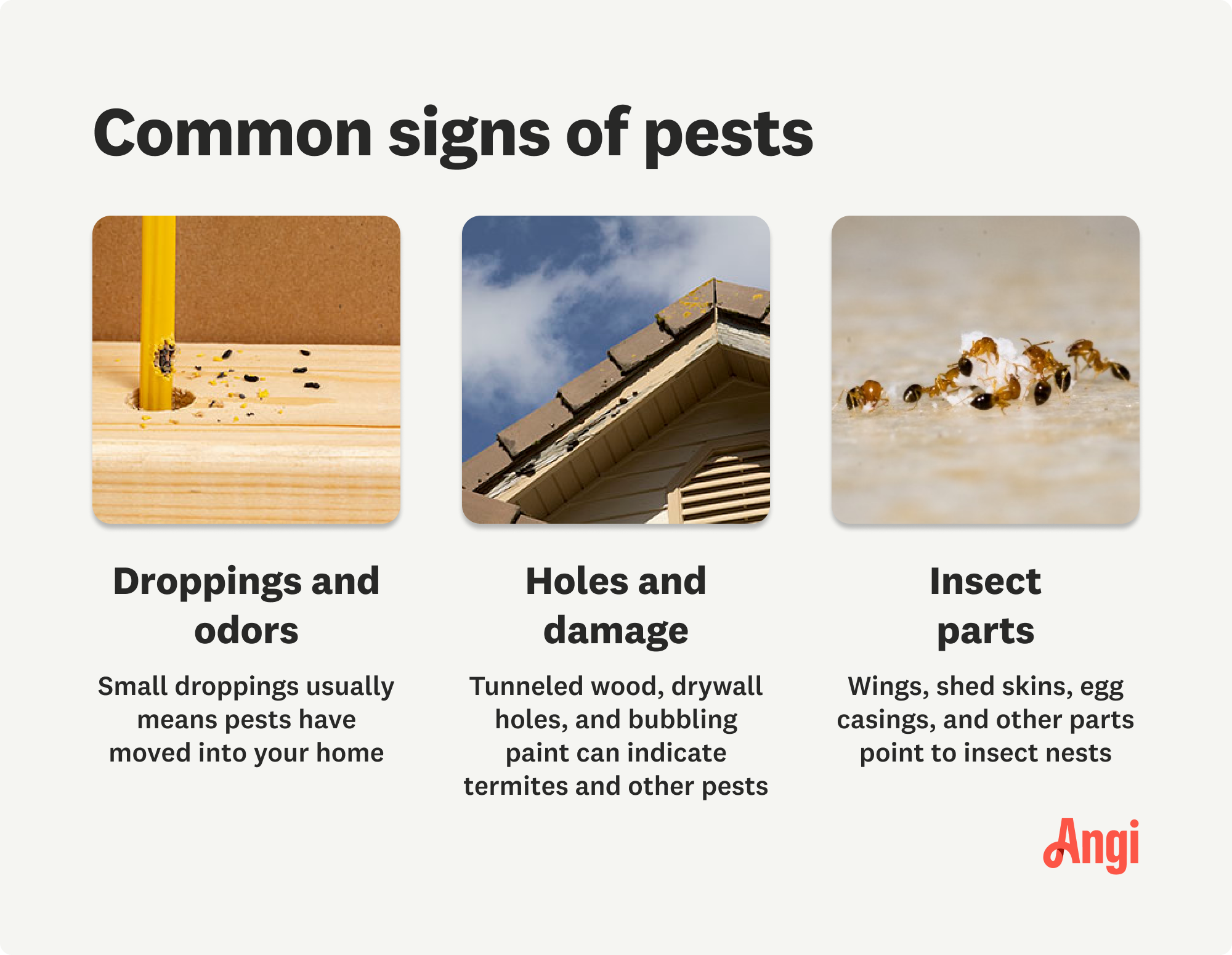 3 common signs of pests in your house, including droppings and odors