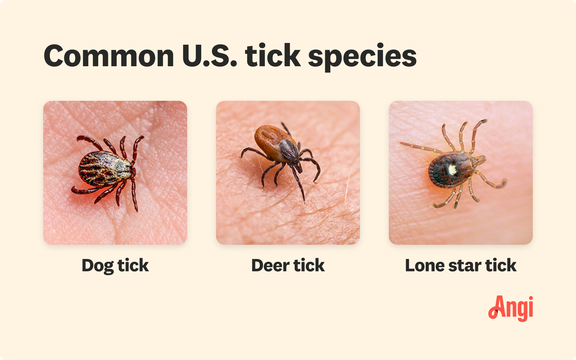 3 common tick species in the United States compared visually, including dog, deer and Lone Star tick