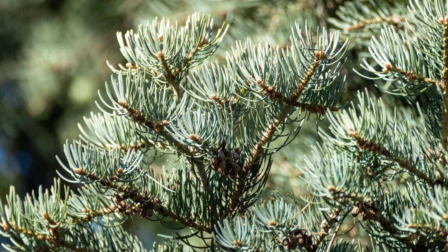 A concolor fir in front of a sunny blurry background