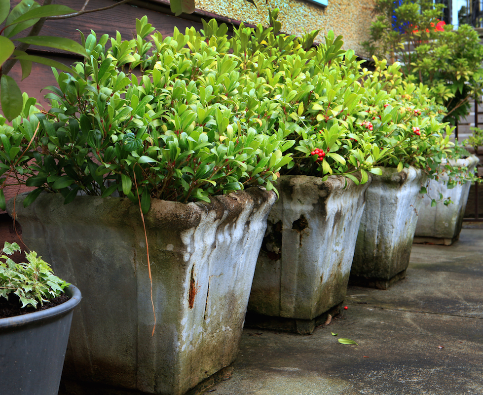 concrete planers with plants