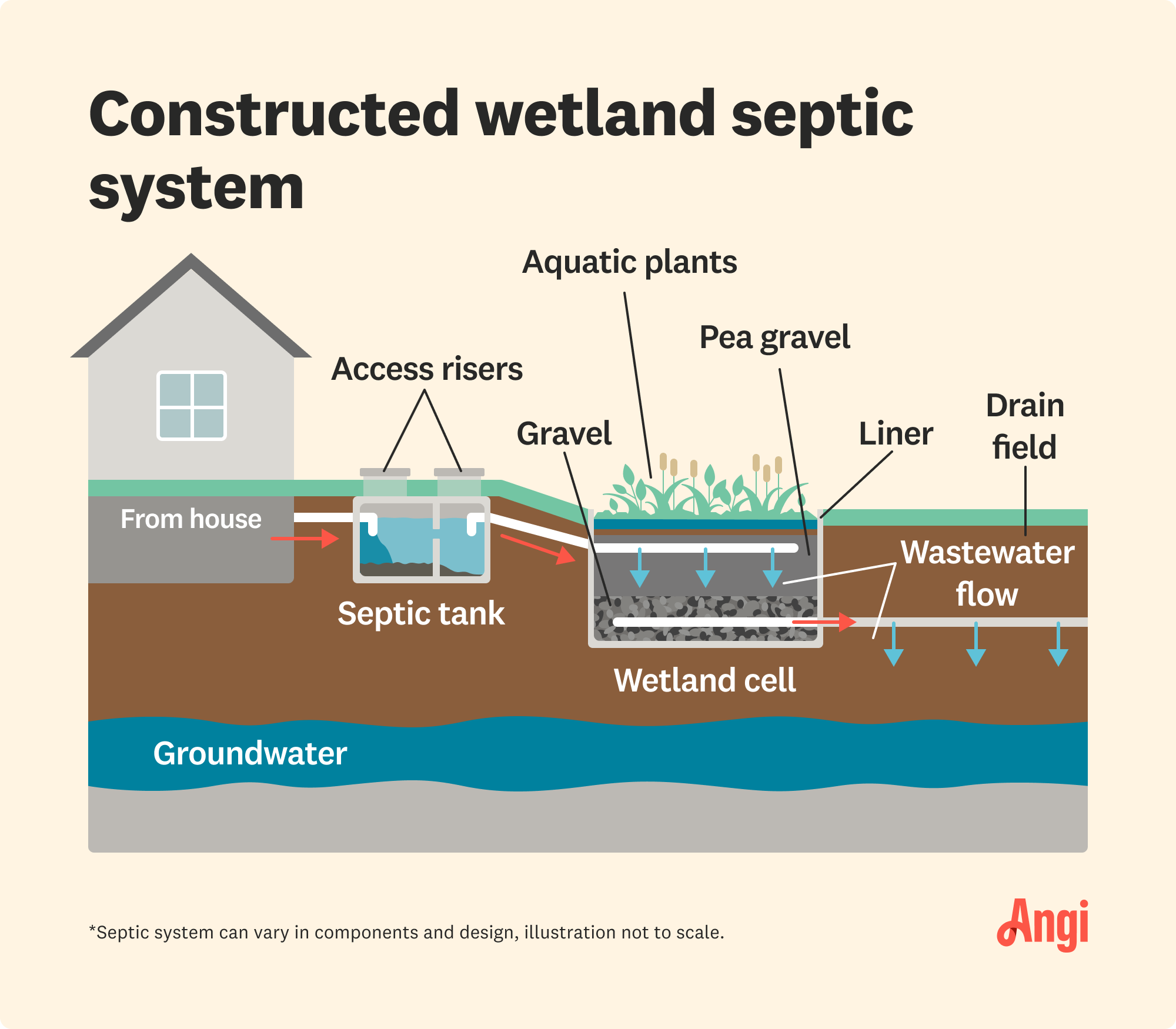 Constructed wetland septic system illustrated, including wetland cell, aquatic plants, and drain field