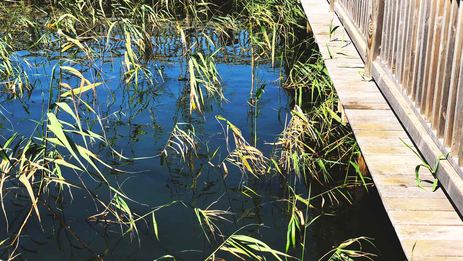 A constructed wetland system
