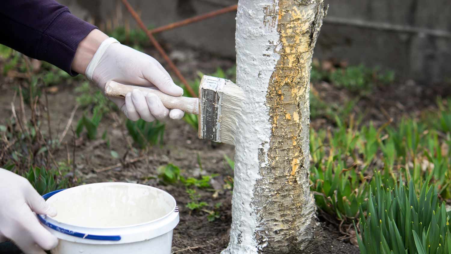 man covering tree trunk in paint