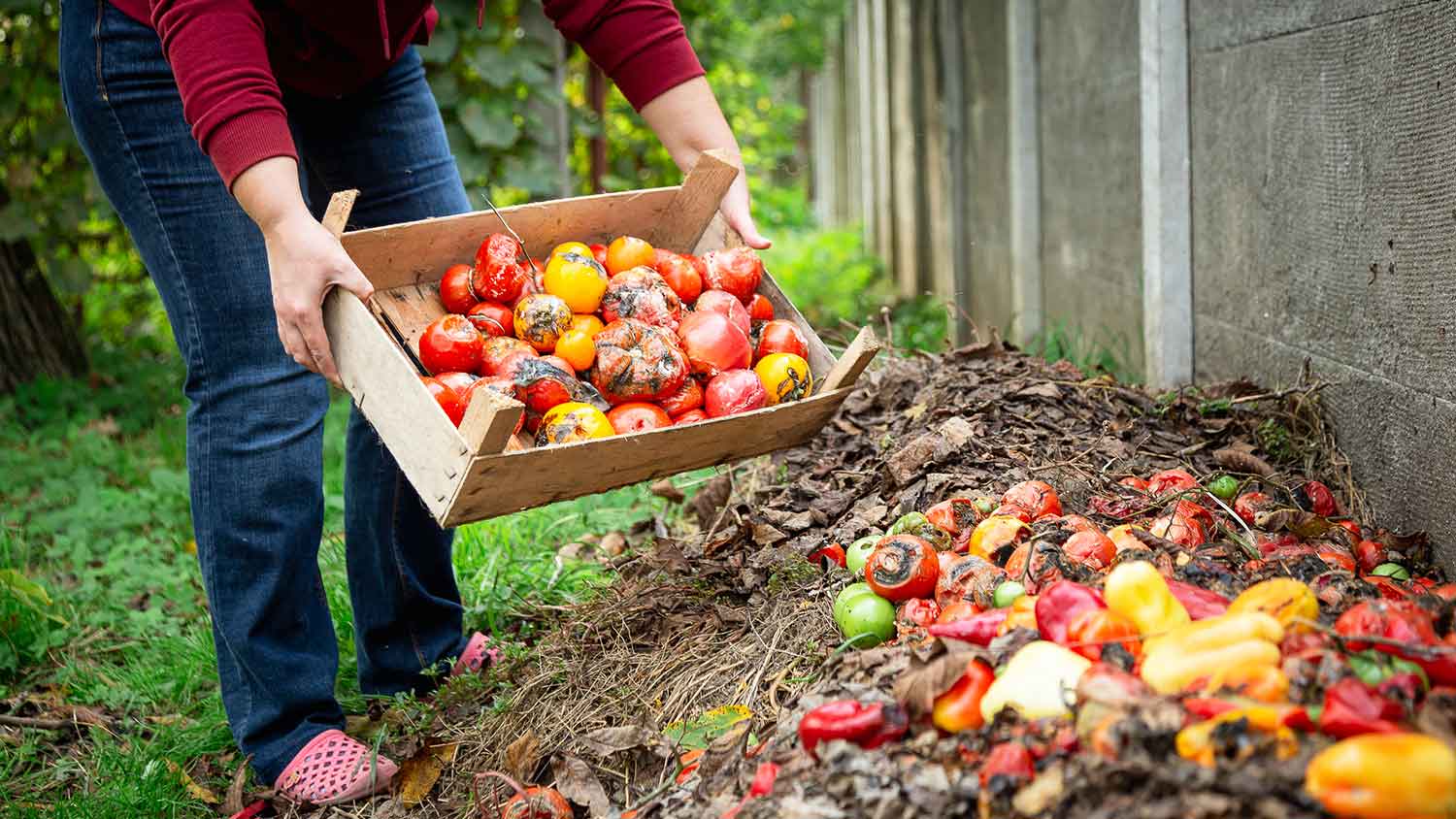 Woman carrying a crate with rotten tomatoes