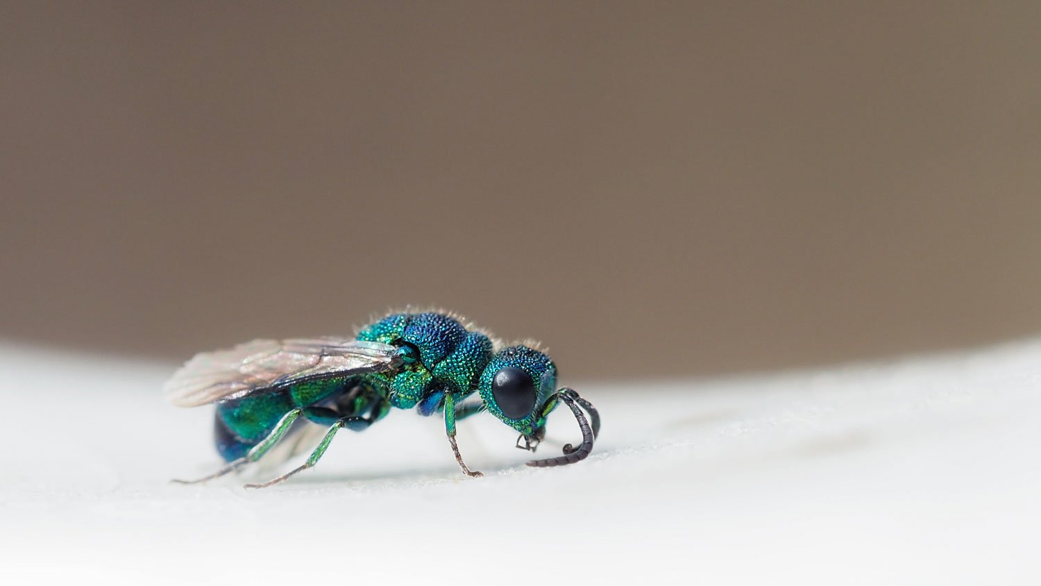 Close-up of a cuckoo wasp