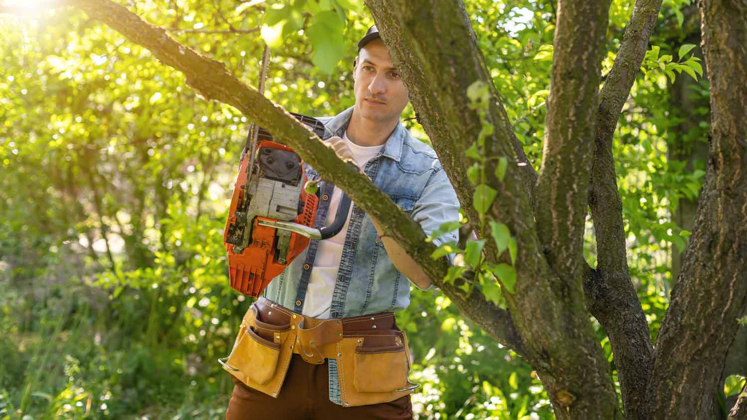 man cutting down tree branch with chainsaw 