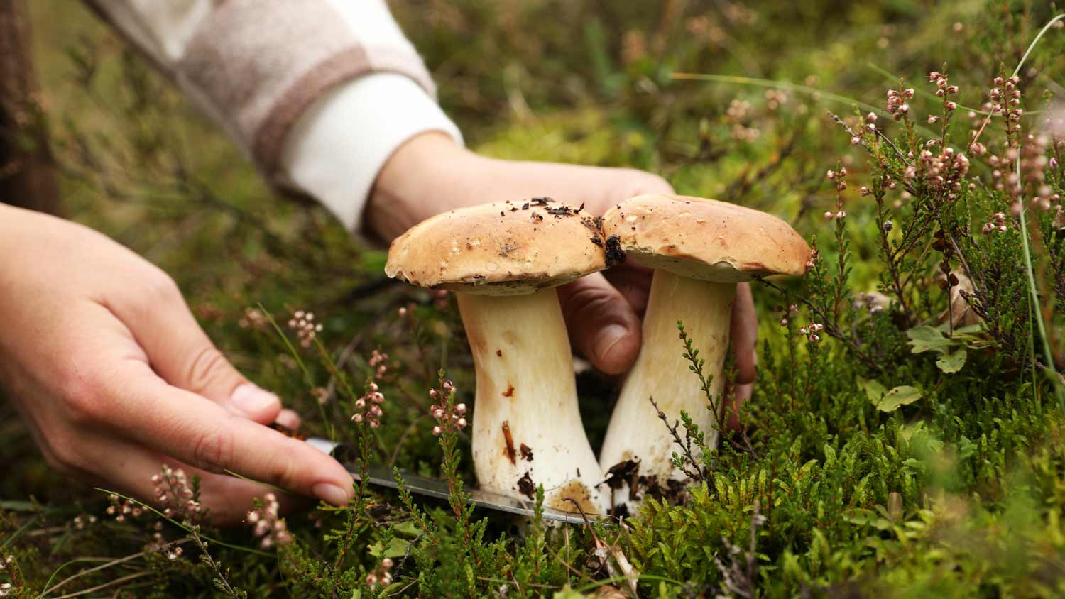 man cutting mushroom with knife