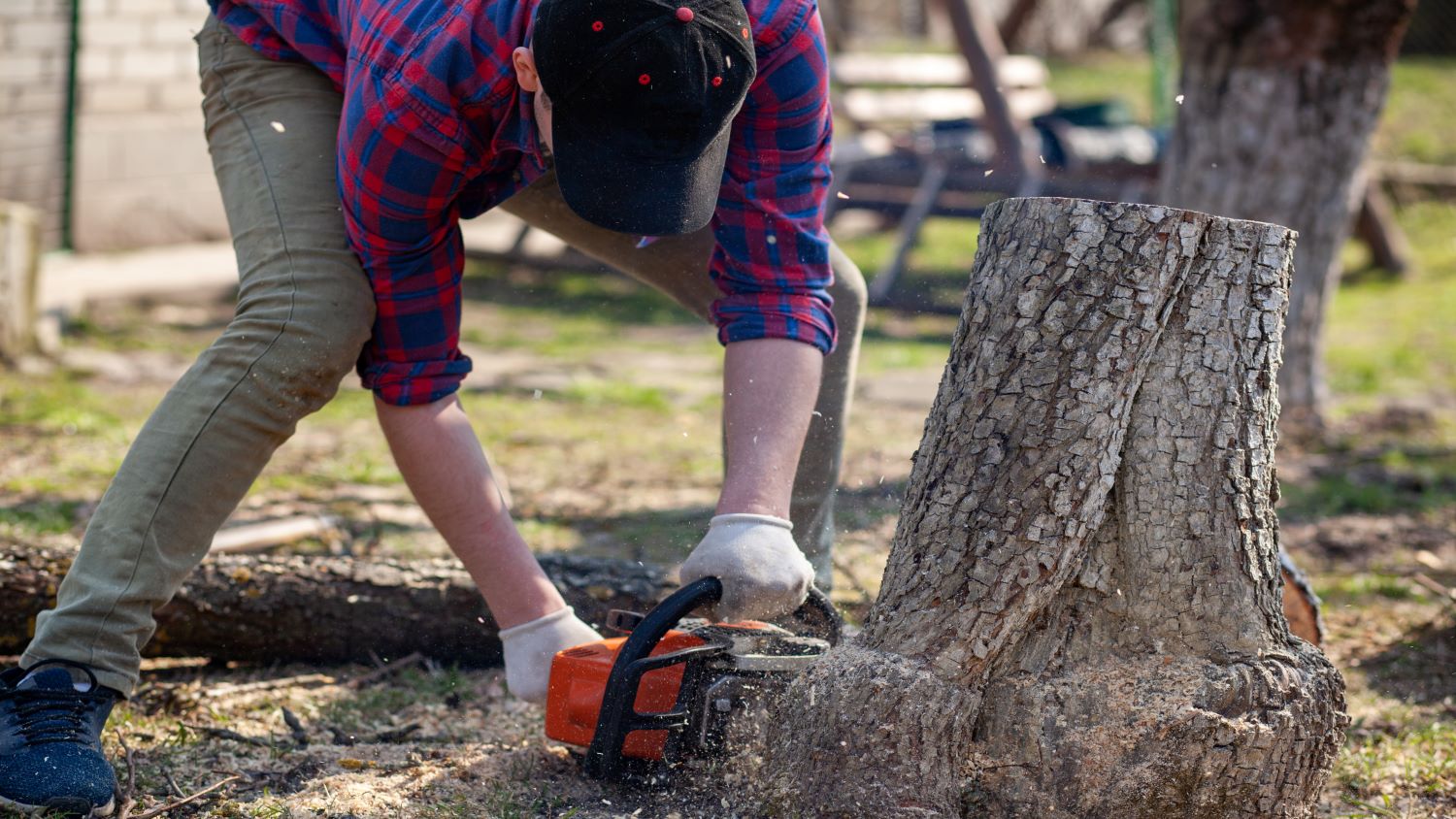 worker cuts stump with chainsaw