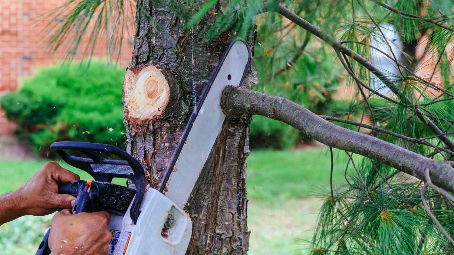 man cutting down tree branches with chainsaw