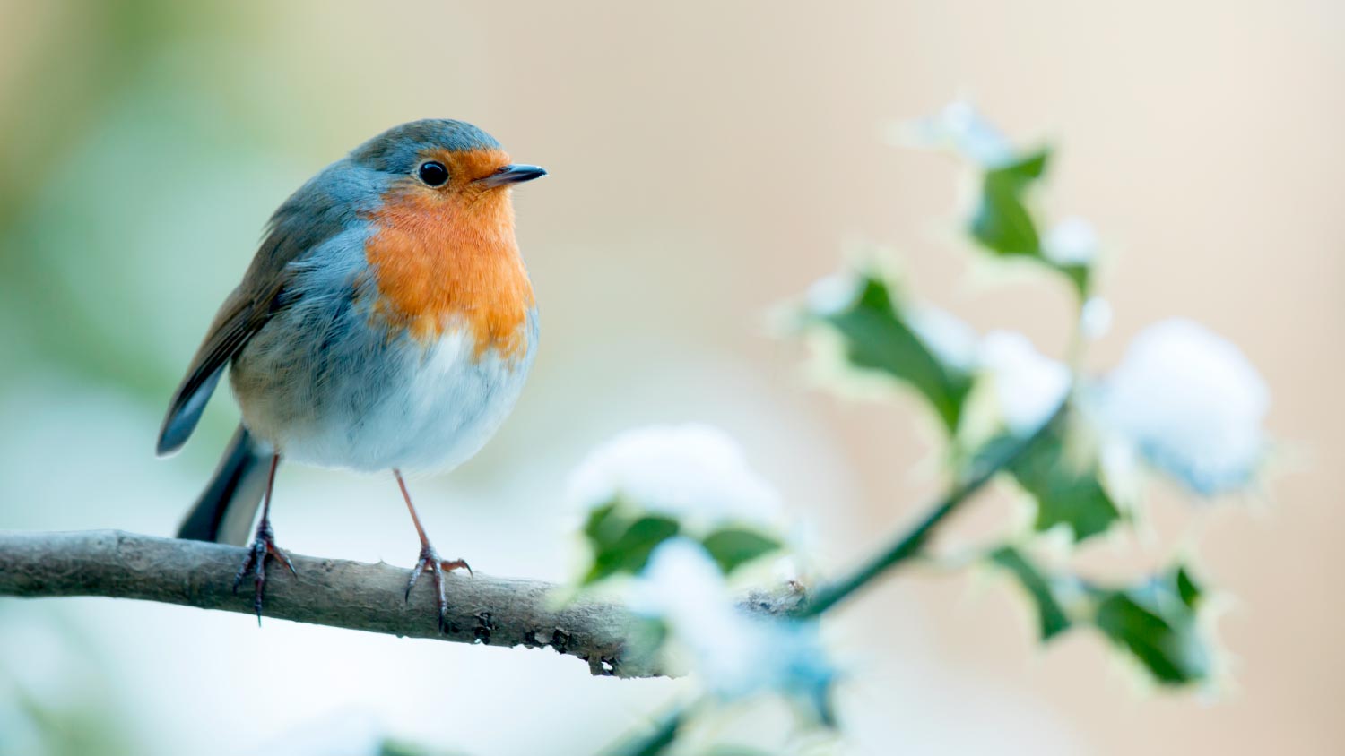 A cute bird in the garden