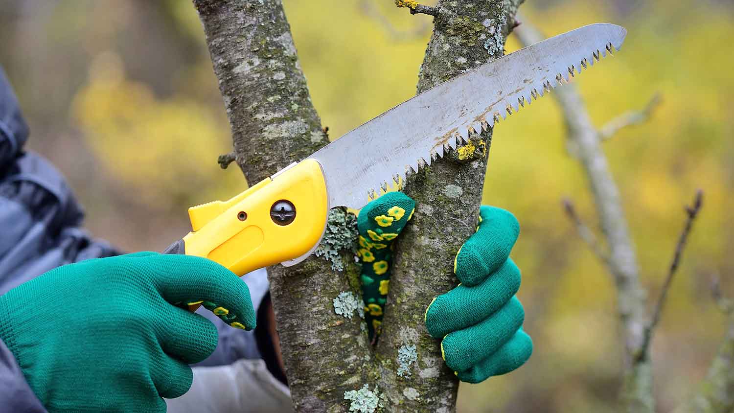 Gardener using saw to cut tree branch