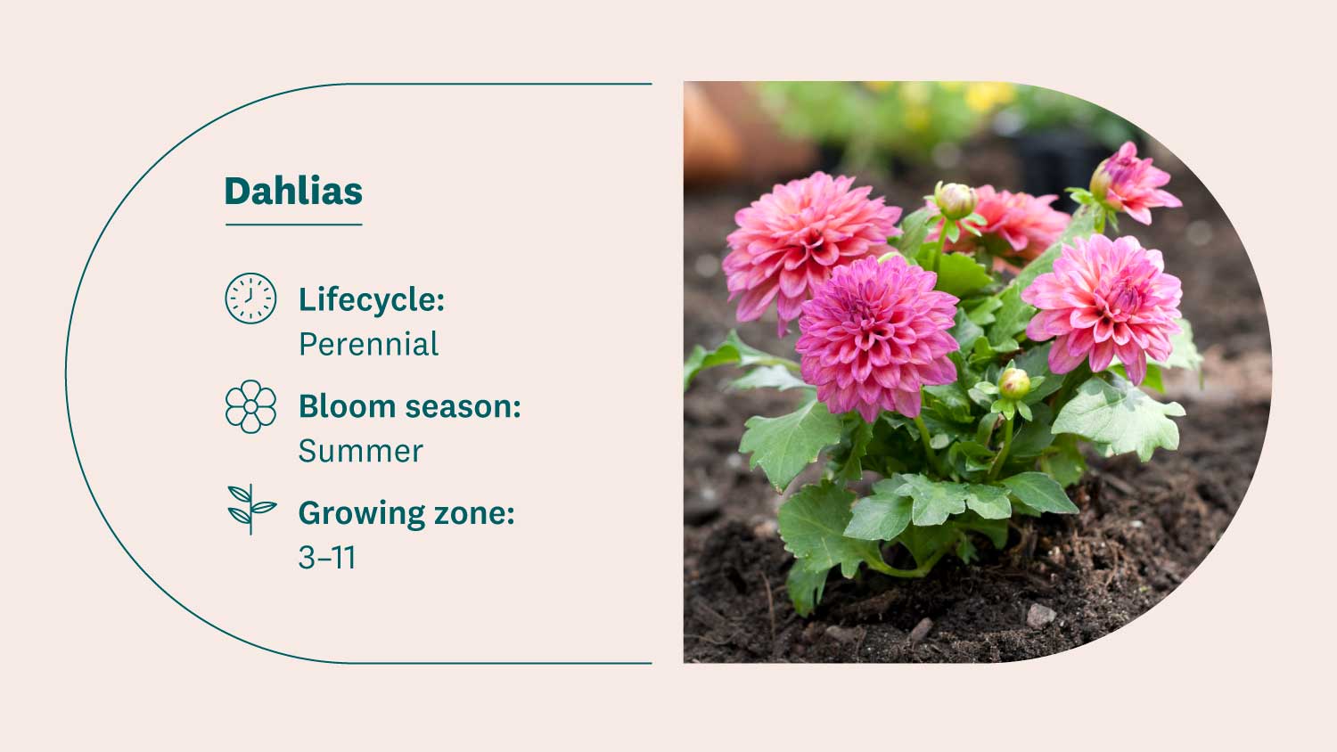 dahlias in a garden