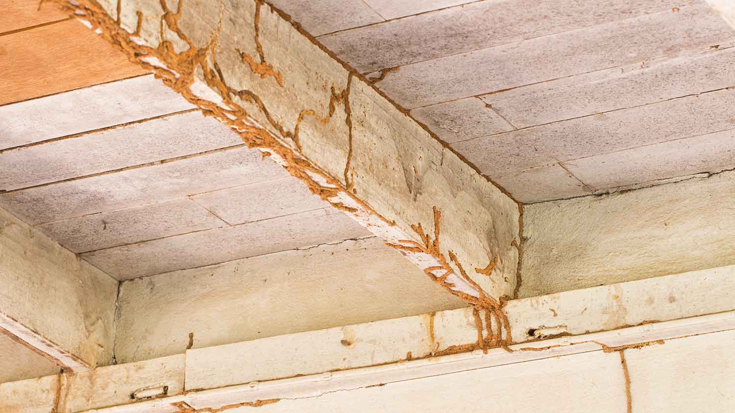 Wooden deck damaged by termites
