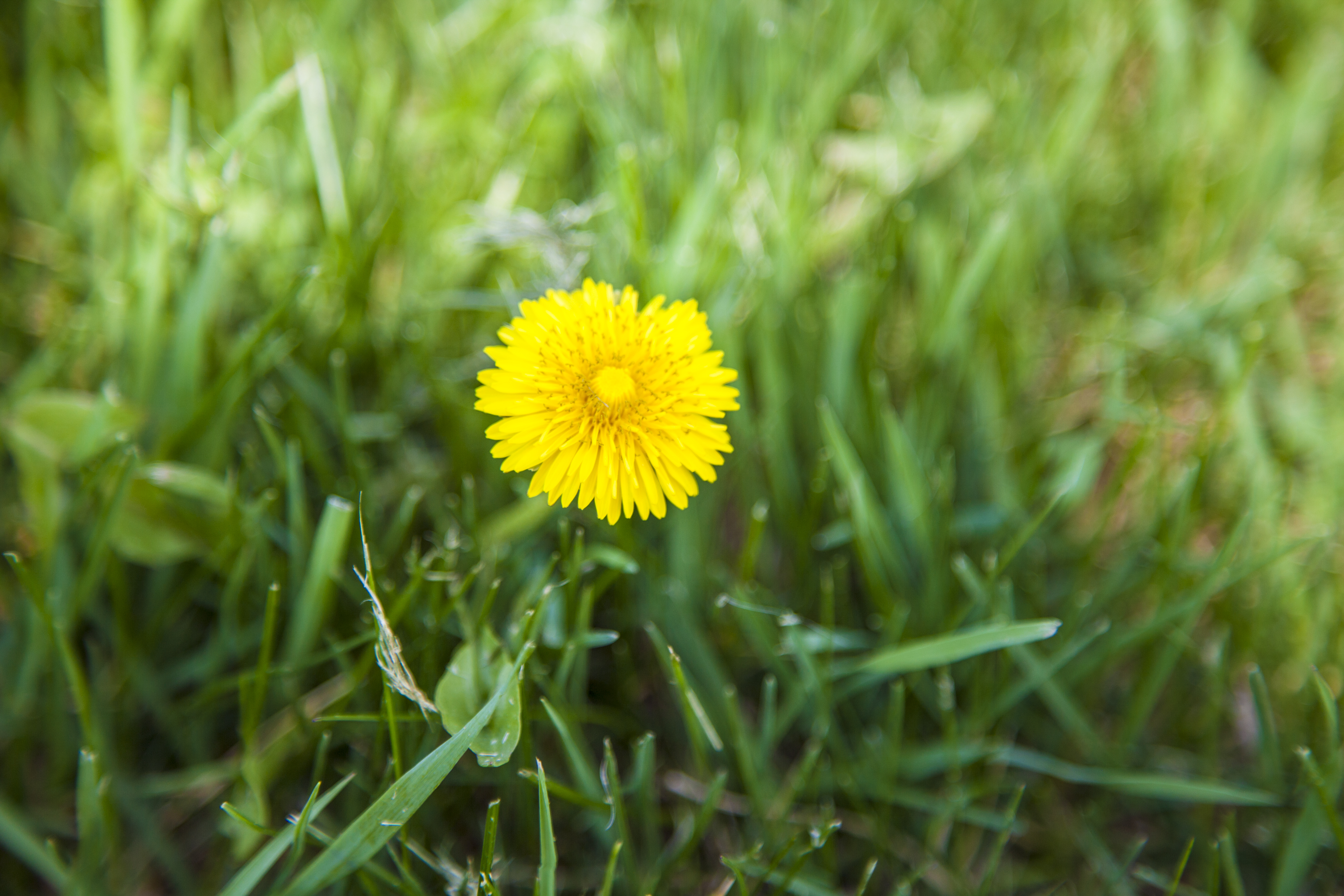 dandelion in lawn