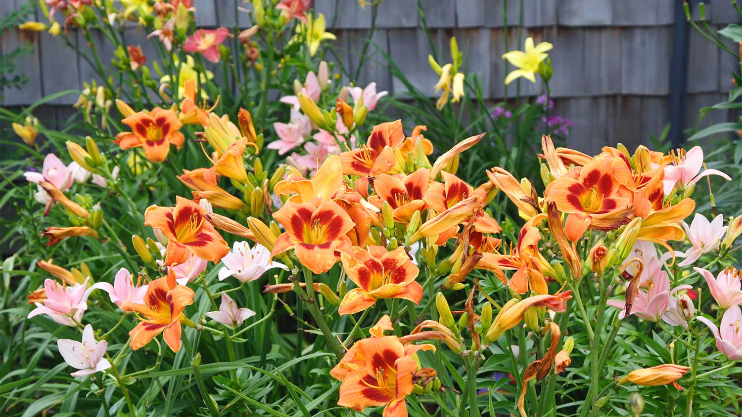 Daylilies in garden