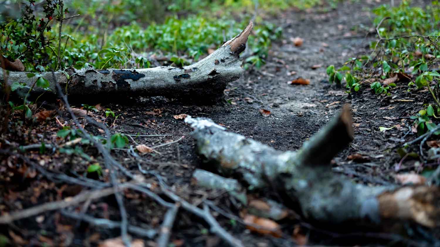 A broken dead tree in the nature