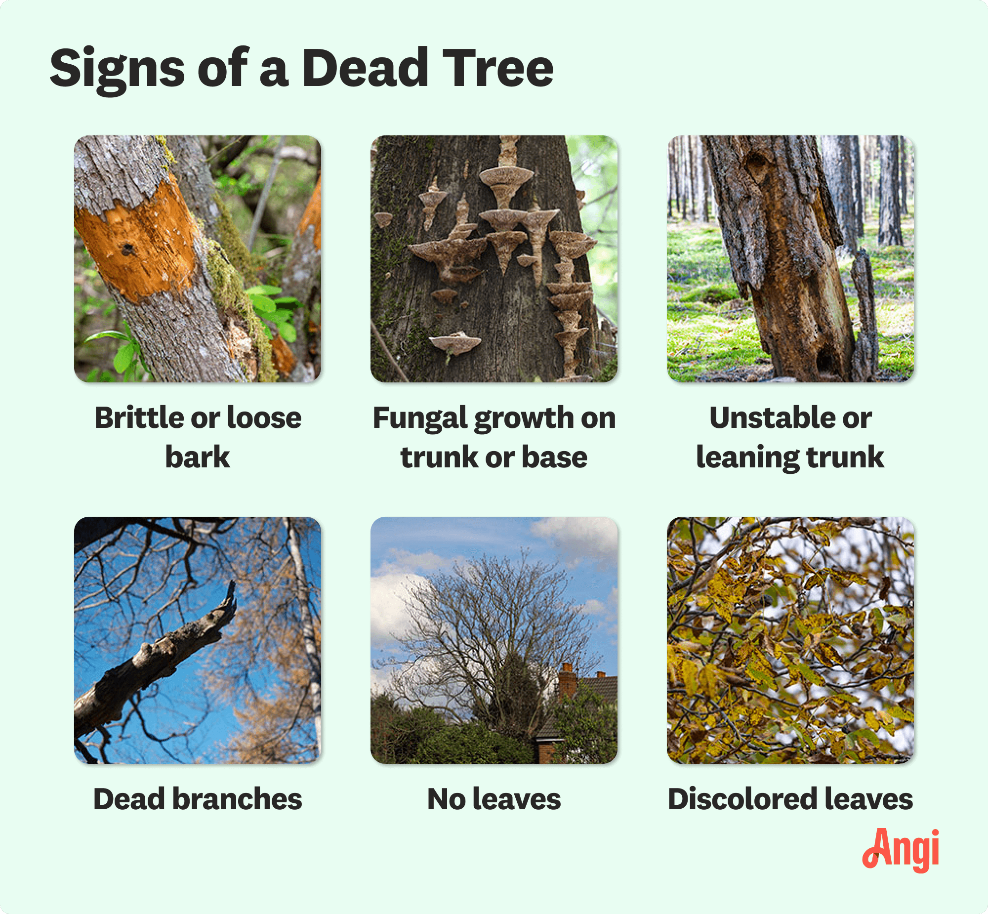 6 dead tree signs, including brittle or loose bark, no leaves , and fungus