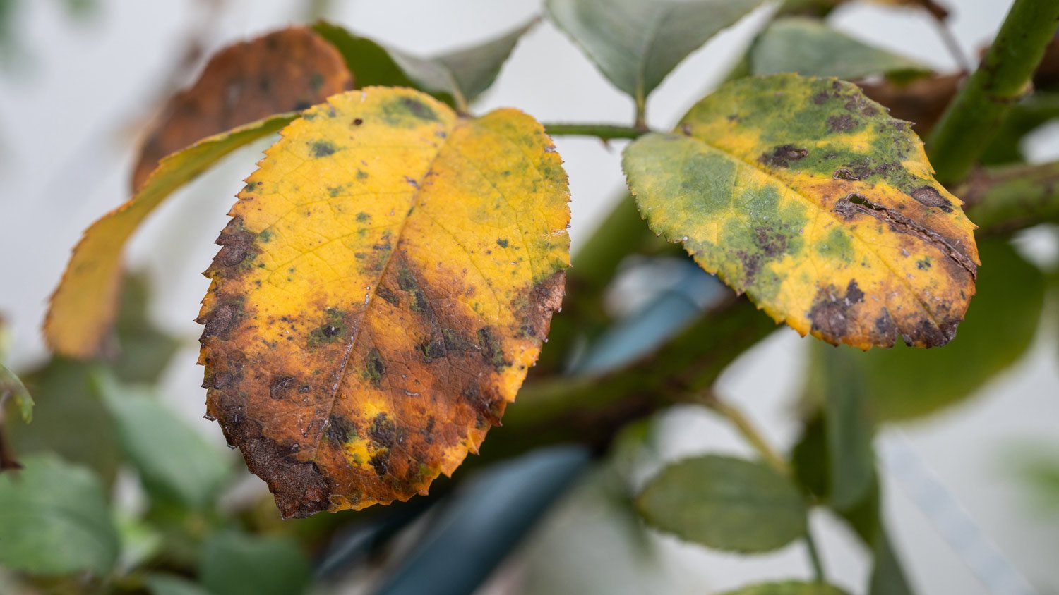 Black spots on leaves