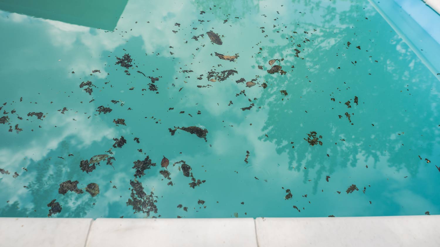 Debris floating in a swimming pool.
