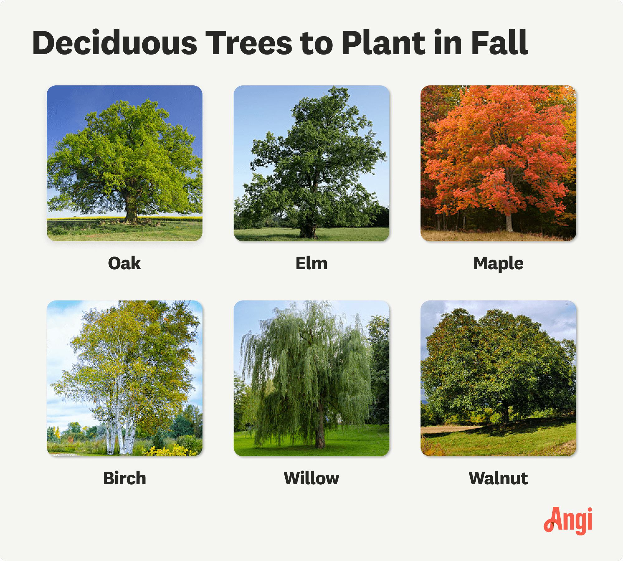 Deciduous trees to plant in fall, including oak, maple, and willow