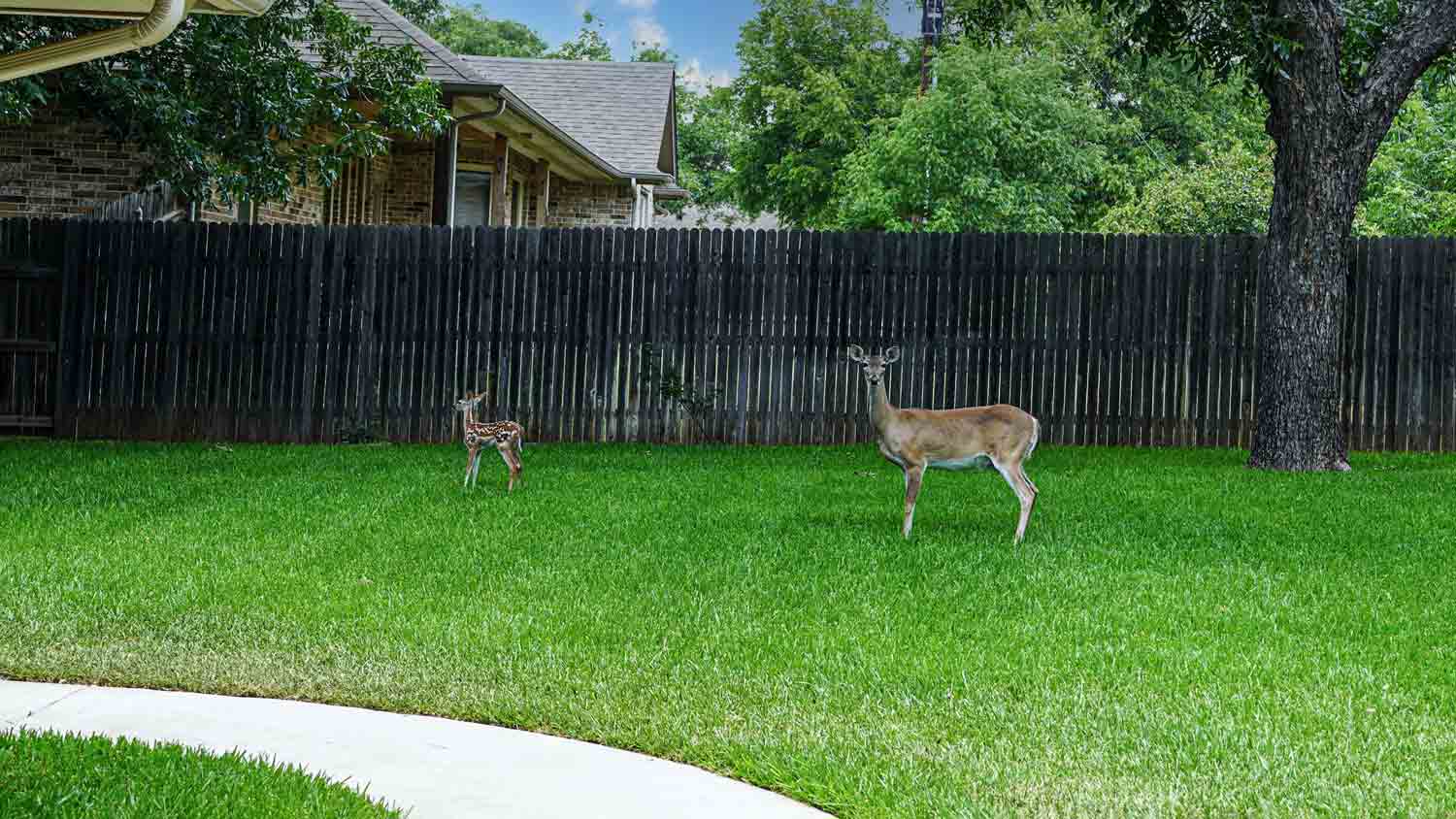 deer in rose bush in backyard