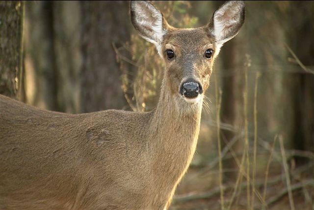 3 Tips to Keep Deer Away From Your Plants and Out of Your Yard