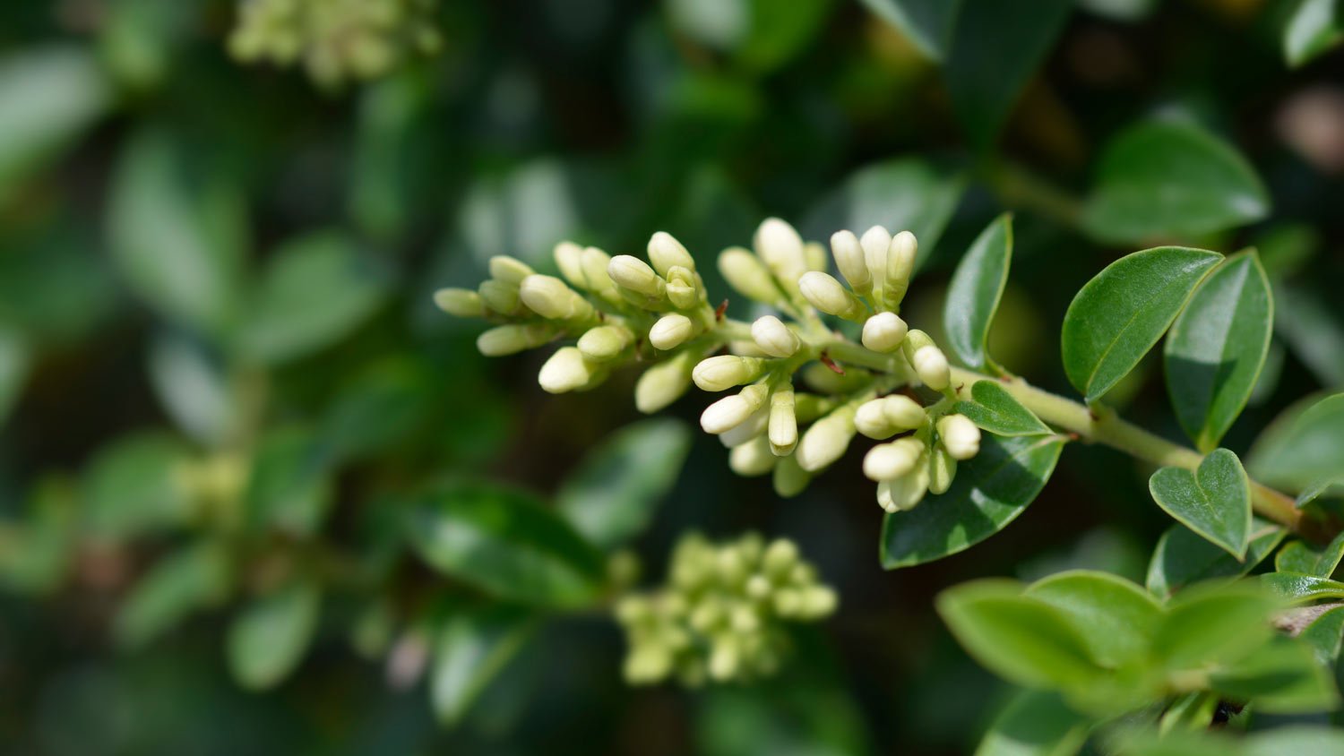 delavay privet flower bud