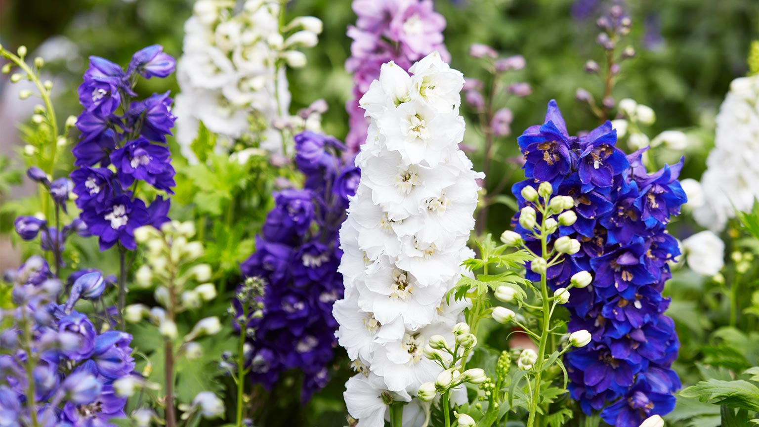 delphinium