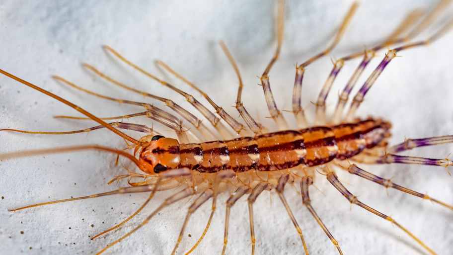 Home Centipede in Close up