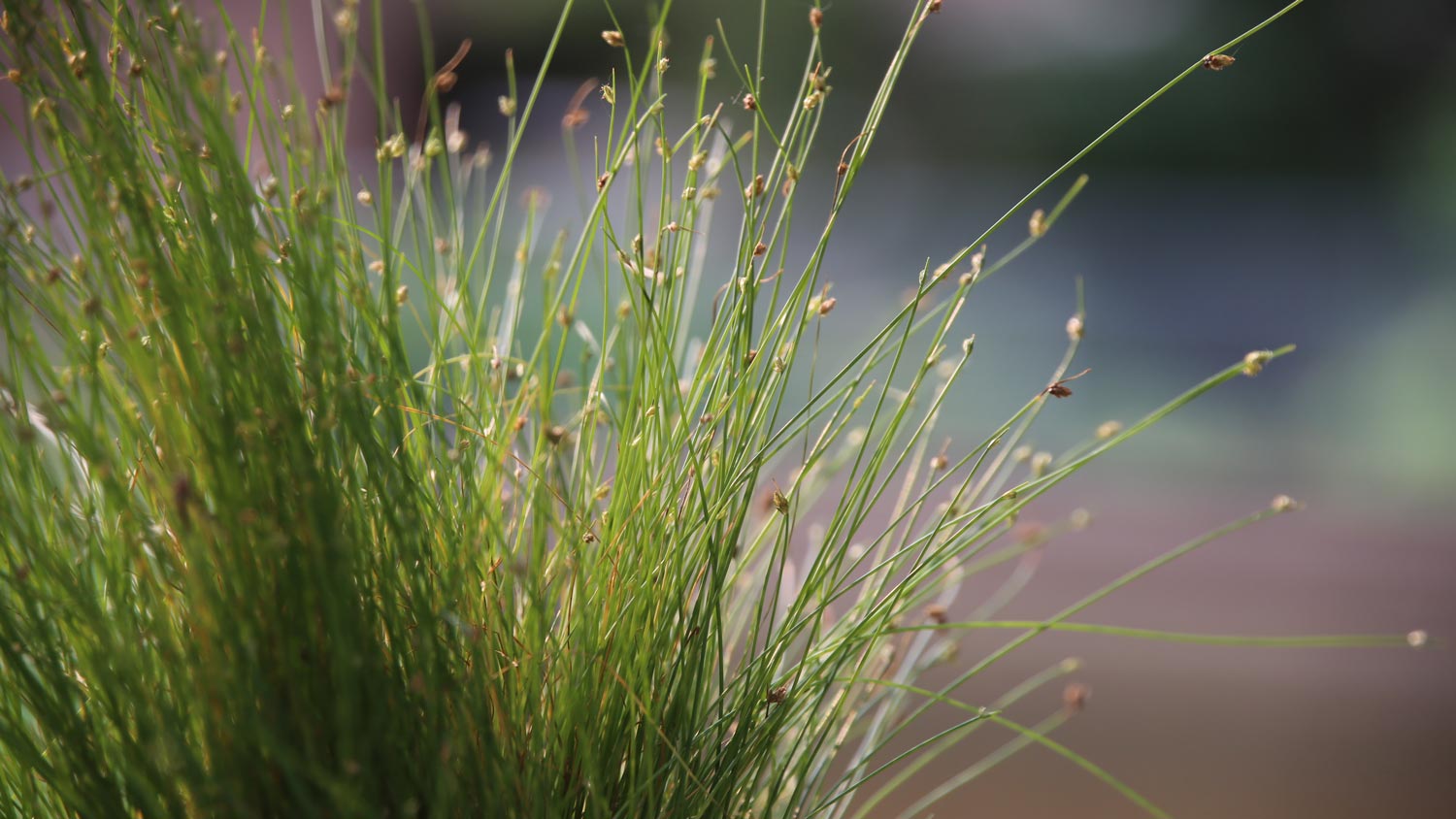 Detail of fiber optic grass