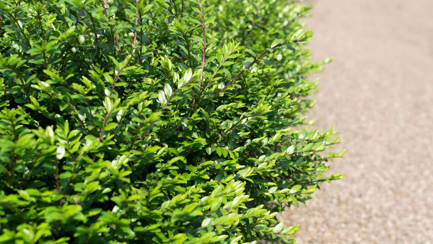 A distylium shrub