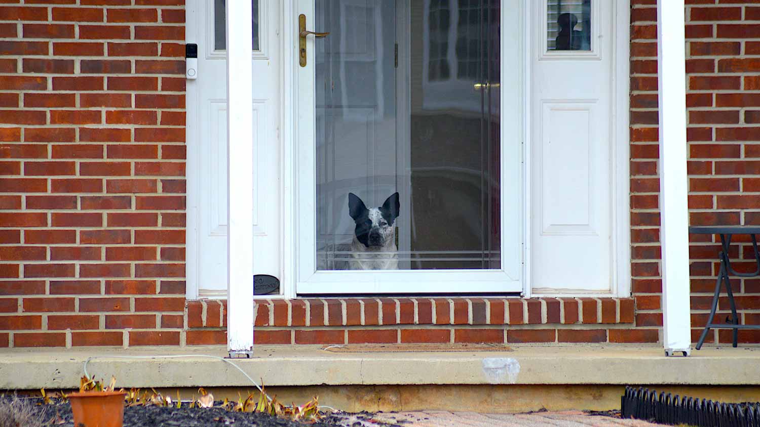 A dog behind a closed storm door