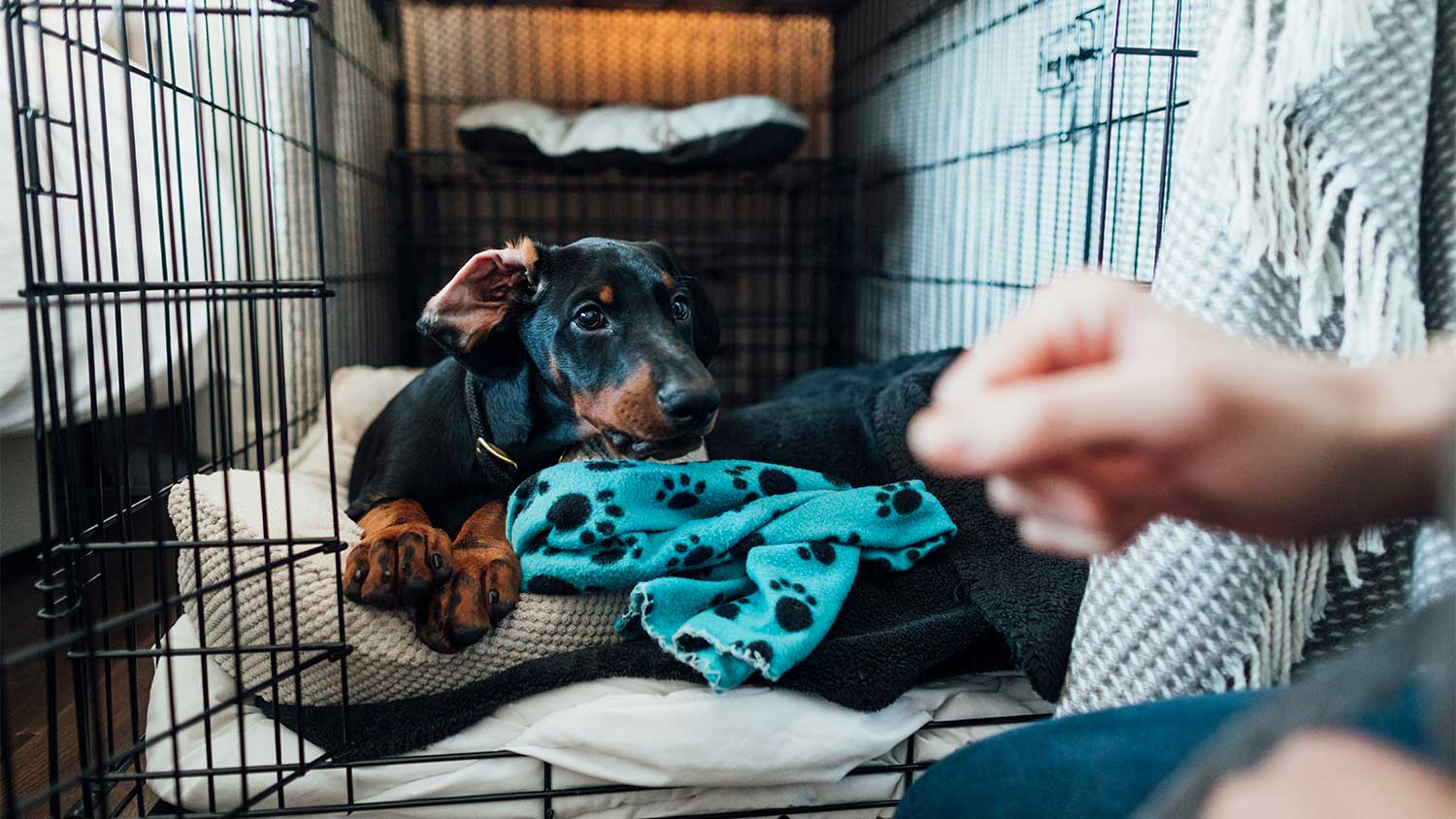 Dog being put in crate