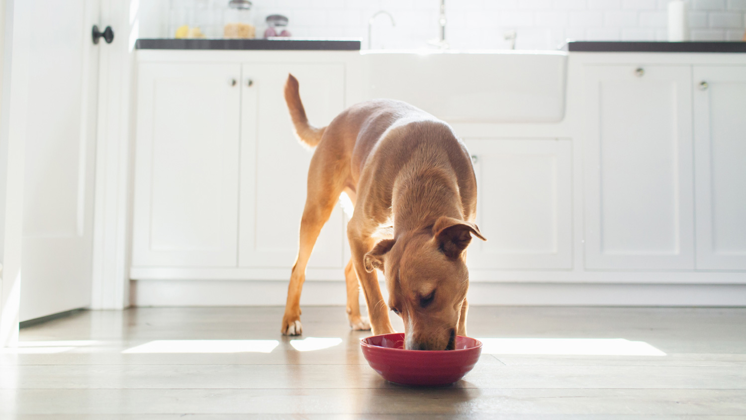 A dog eating from his bowl in a kitchen