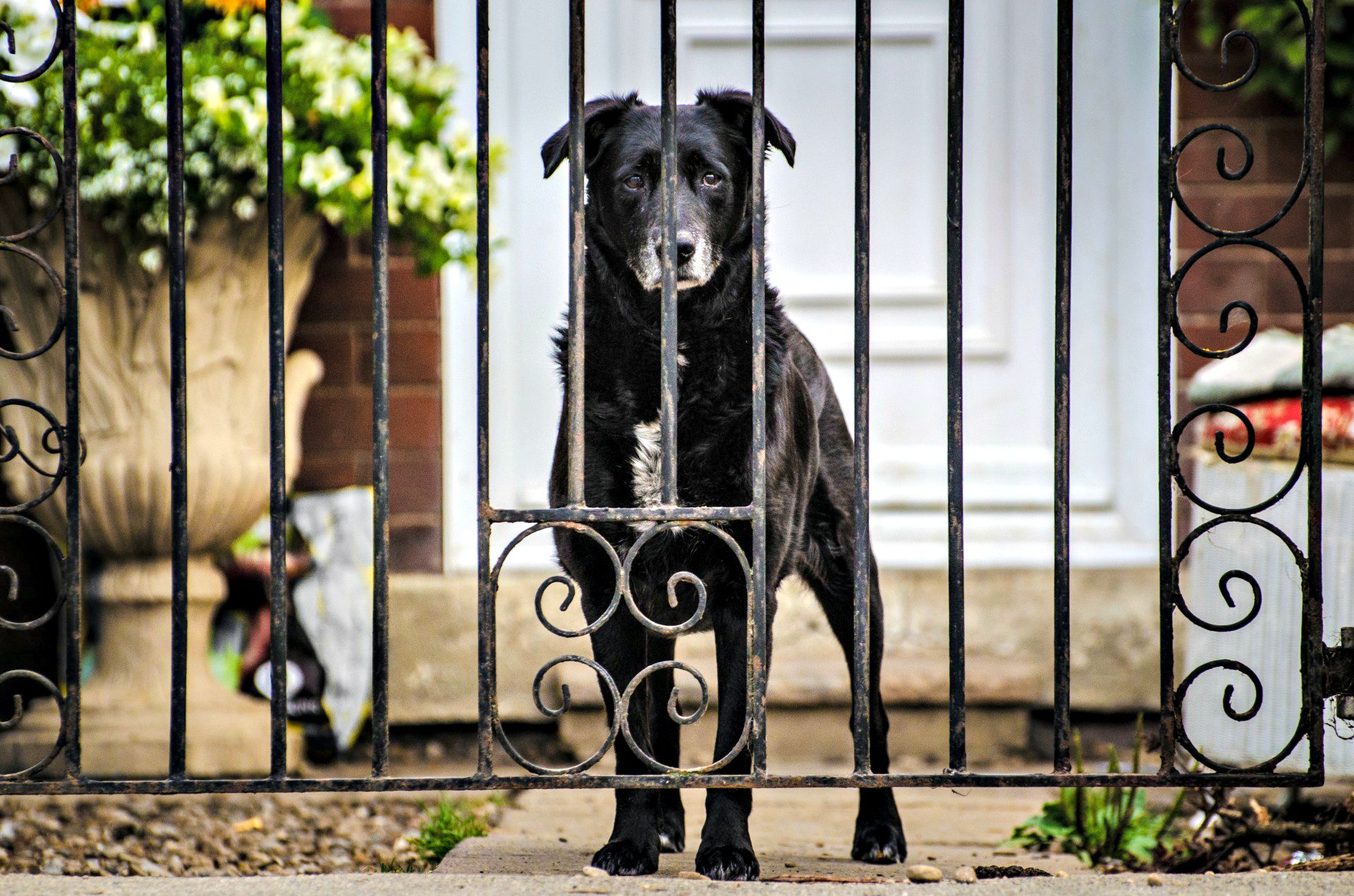 Different Types Of Dog Fences And How Much They Cost Angi Angie S List