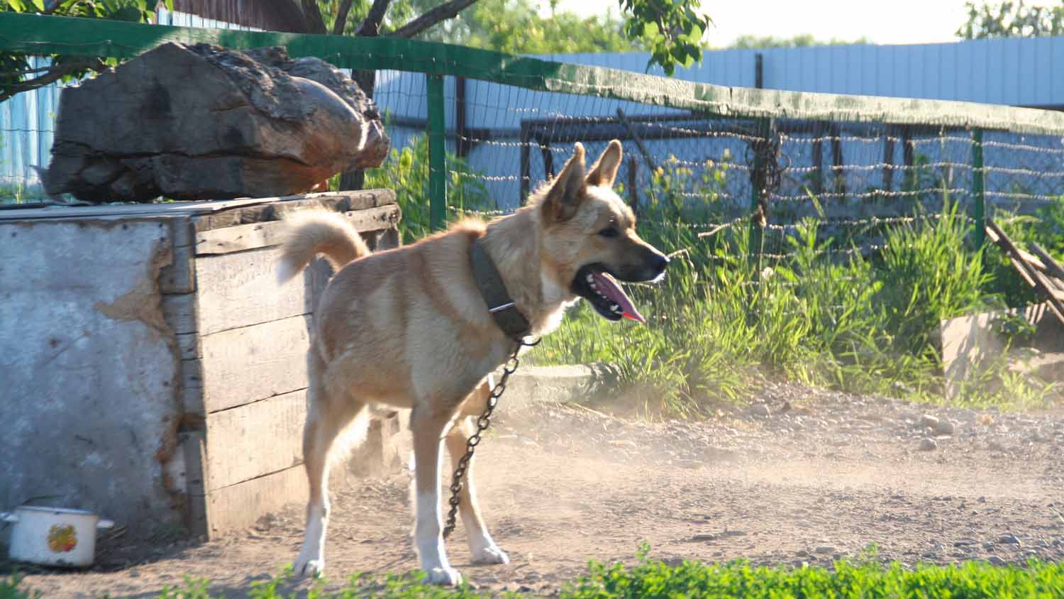 dog guard in the yard