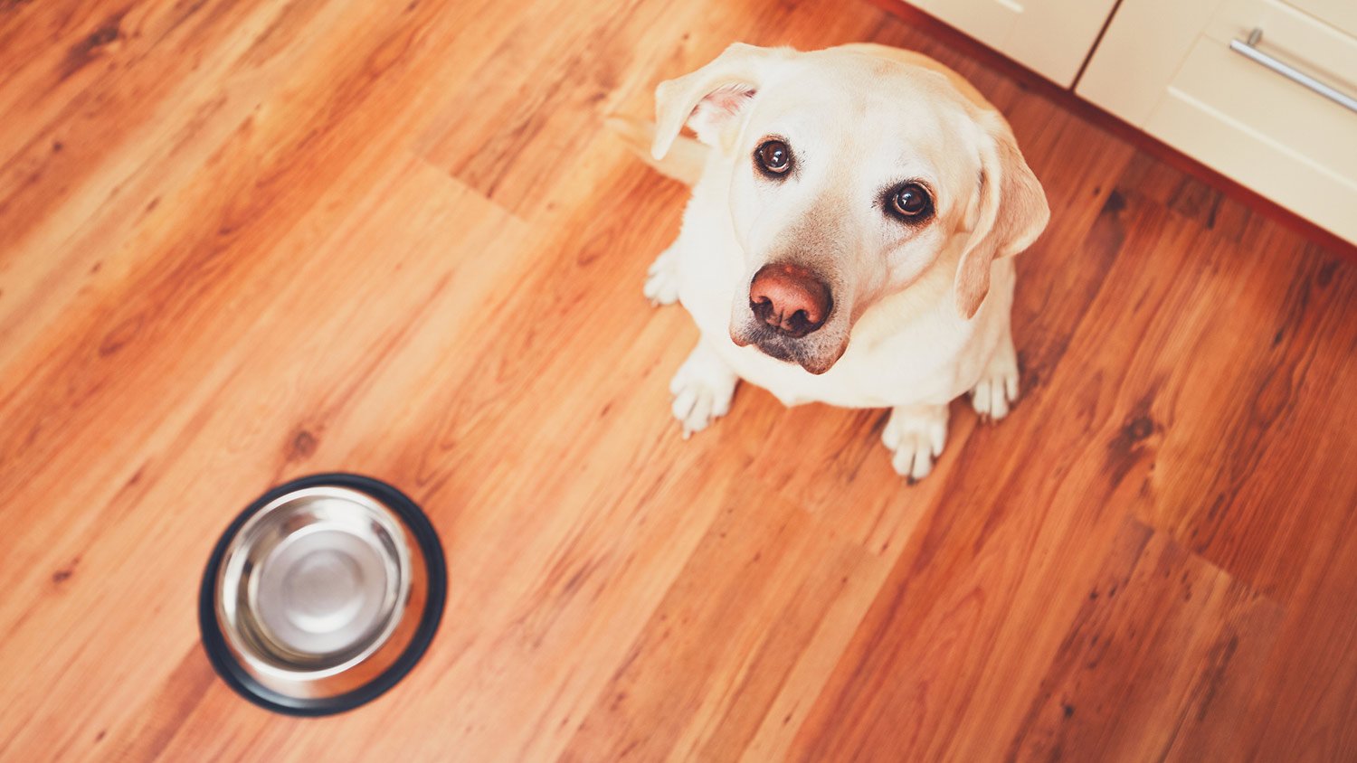 Dog on hardwood