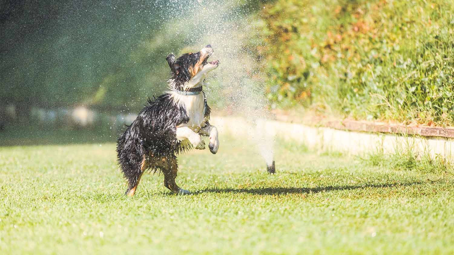 dog playing in sprinkle