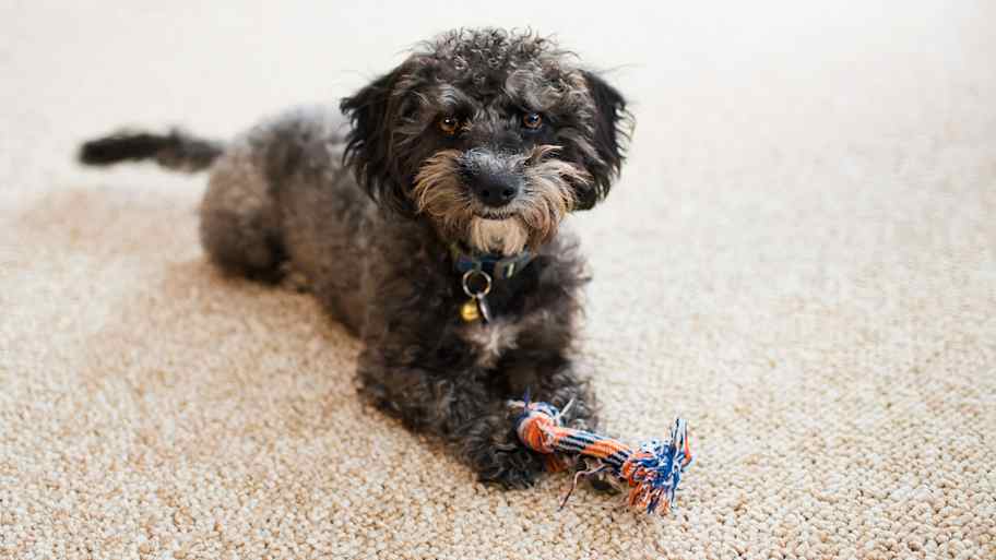 dog lying on a carpet